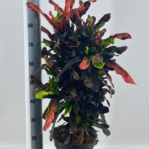 Croton Mammi variegat de 105 cm, Planta