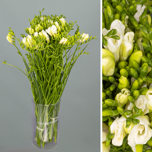 Ram de Freesia x hybrida 'Diamond River' blanca, lot de 50 tiges, Flor fresca de 54 cm de llarg