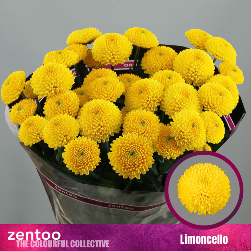 Crisantemo Limoncello