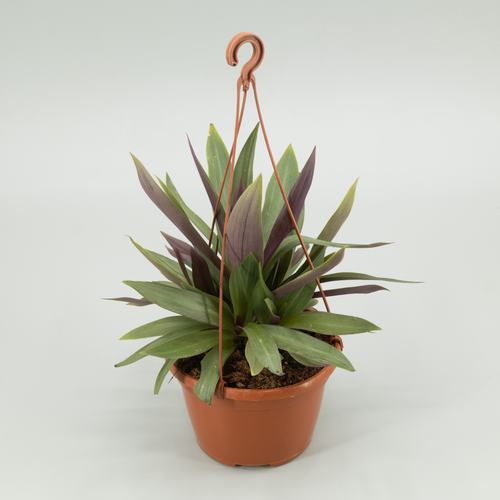 Tradescantia rosa i verda, Planta de 25 cm d'alçada, lot de 2 unitats
