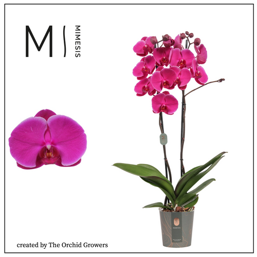 Mulberry Cake Phalaenopsis Orkidea Fuksia, 70 cm garaiko landarea