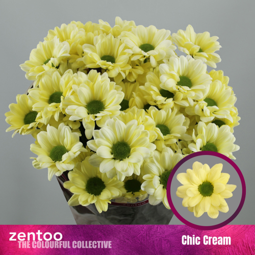 Crisantemo Chic Cream