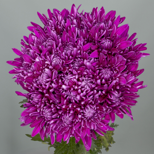 Crisantemo Andrea Purple