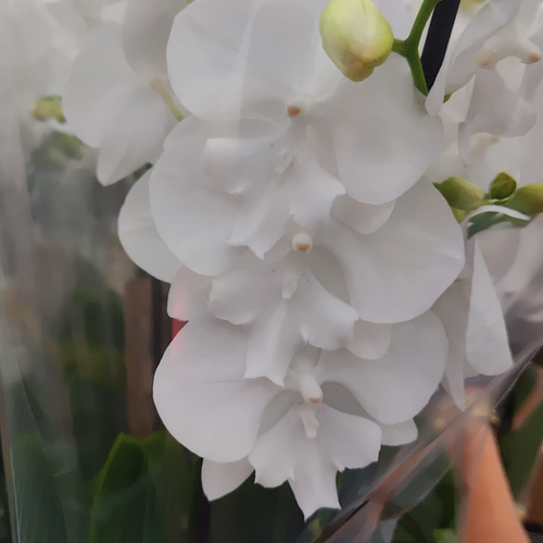 Phalaenopsis Biglip Orkidea Zuria, 65 cm garaiko landarea