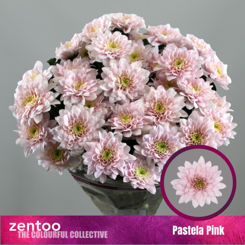 Crisantemo Pastela Rose