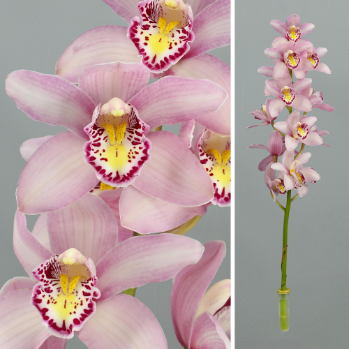 Vara de Cymbidium Rosa Clar Cocktail, Flor fresca de 80 cm de llarg