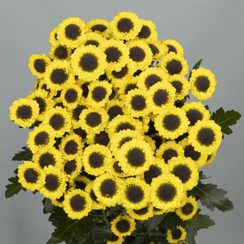 Crisantemo Molly Yellow