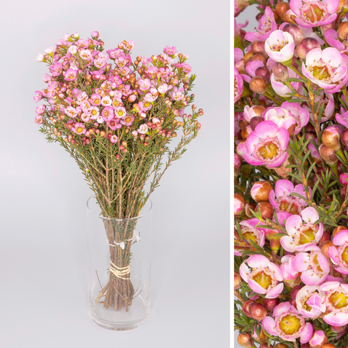 25 flors de cera Sarah Delight roses, Flor fresca de 40-55 cm de llarg, ram de 25 tiges