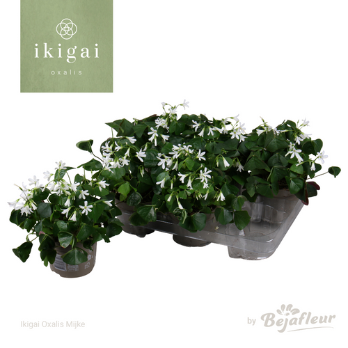 Oxalis triangularis papilionacea (trevo falso) verde, 6 plantas